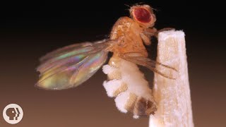 This Killer Fungus Turns Flies into Zombies  Deep Look [upl. by Anaira]