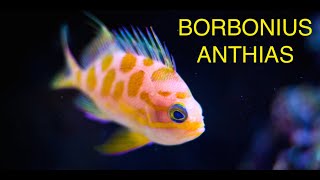 Borbonius Anthias  Reef Lounge [upl. by Fox]