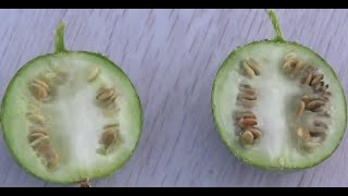 الحنظل او الدحق البري Citrullus colocynthis [upl. by Inoy]