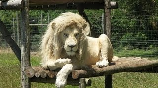 10 Amazing Facts about White Lions [upl. by Zerdna]