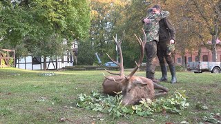 Hirschbrunft in Masuren und Erlegung in Pommern [upl. by Oicnanev]