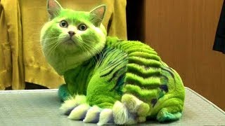 10 Most Dangerous Cat Breeds In The World [upl. by Okramed882]