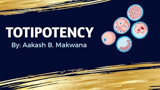 What is Totipotency [upl. by Roxanne]