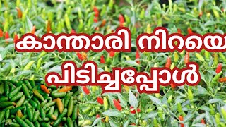 കാന്താരി മുളക് നിറയെ പിടിച്ചപ്പോൾ 😍 kandhari mulaku krishi [upl. by Alekehs]