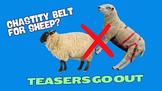 THE TEASERS ARE OUT USING A NOMATE HARNESS AND VASECOMISED RAMS TO GET MY EWES SYNCHRONISED [upl. by Ydnyl259]