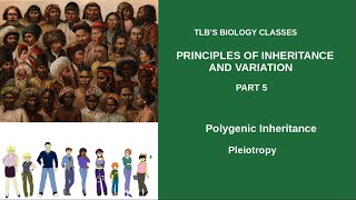 Principles of Inheritance and VariationPart 5Polygenic InheritancePleiotropyClass 12 Zoology [upl. by Wetzel]