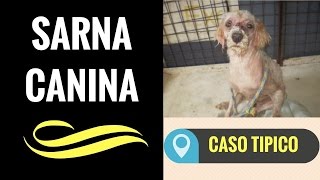 🛑SARNA CANINA 👉 UN CASO TÍPICO DE SARNA EN PERROS DE LA CALLE 👈 [upl. by Acilegna839]