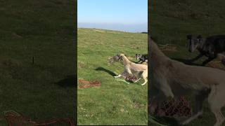 Flying out ferreting rabbiting rabbithunting lurcher hunting [upl. by Deehsar]