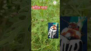 कांग्रेस घास PARTHENIUMका दुश्मन कीट🐞 congressgrass parthenium weeding natural [upl. by Emilio]