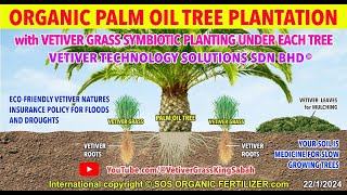 COST SAVING NEW INNOVATION for palm oil plantations  symbiotic partnership with VETIVER GRASS [upl. by Nerradal]