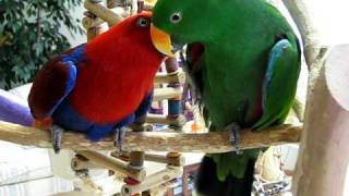 Killian Flirting with Kaleena  Eclectus Parrots [upl. by Idell]