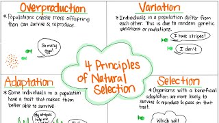 The 4 Principles of Natural Selection [upl. by Suirradal52]