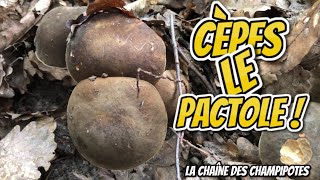 Un jackpot de cèpes  Vidéo Champipote [upl. by Eelyram]