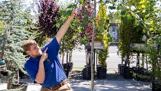 Tree Talk with Gary Jentink Quaking Aspens [upl. by Melvyn]