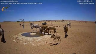 A baby Red Hartebeest calf at Namib Desert waterhole [upl. by Llekcor]