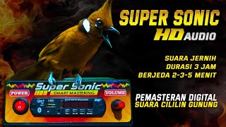 CILILIN JERNIH‼️super sonic mastering digital suara panjang dan nembus [upl. by Arratal340]