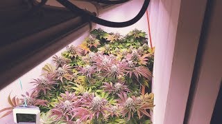 INCREDIBLE CLOSET GROW USING LED GROW LIGHTS [upl. by Atneuqal]