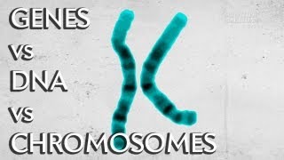 Genes vs DNA vs Chromosomes  Instant Egghead 19 [upl. by Lokkin270]