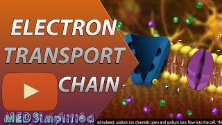 Electron Transport Chain ETC Made Easy [upl. by Leodora]