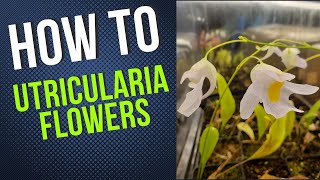 How To Get Utricularia To Flower [upl. by Risan74]