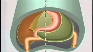 Embryological Development of GastroIntestinal Tract  ACLAND [upl. by Ekralc]