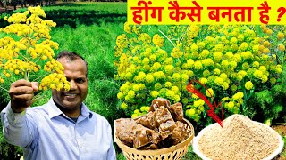 हींग कैसे बनता है Asafoetida Heeng  How it made Hing [upl. by Jonna]