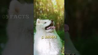 TOP 5 BEST NAMES FOR DOGS PART 2shorts short dog viralshort viralvideo video catfunnydogs [upl. by Sulihpoeht]