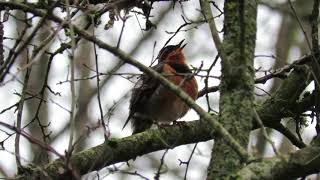 Varied thrush call [upl. by Htur]