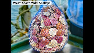 Pink and Spiny Scallops from BC [upl. by Myron]