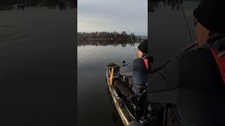 Todays 5 lb largie on the new Yama Craw by Yamamoto yamamoto kayakbassfishing nativewatercraft [upl. by Haidadej]