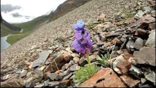 A new blue poppy Meconopsis bhutanica [upl. by Marvel]