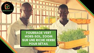 Burkina Faso  Fourrage vert horssol zoom sur une riche herbe pour bétail [upl. by Cofsky]