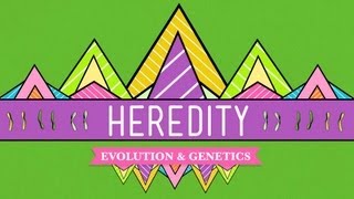 Heredity Crash Course Biology 9 [upl. by Meghann]