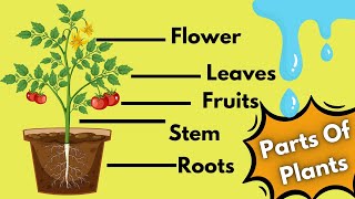 Parts Of Plants For Kids  Functions Of Different Parts Of Plant  Educational Video [upl. by Wally83]