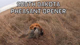 OPENING DAY South Dakota Pheasant Opener 2020 Part 1 [upl. by Kordula]