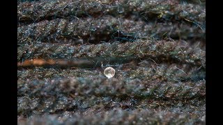 How to Hatch Killifish Eggs  Collect and Store SemiAnnual Killifish Mop Spawning eggs [upl. by Iidnarb]