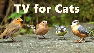 Cat TV Birds  Captivating Birds for Cats to Watch [upl. by Adnoved352]