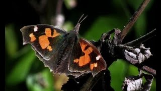 The Nettletree Butterfly Libythea celtis [upl. by Krystalle]