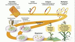 Récapitulatif  Les étapes de la transgenèse [upl. by Adamik]