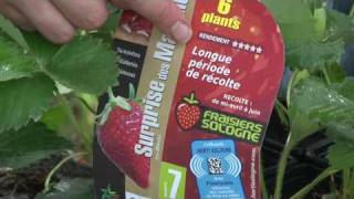 Les fraisiers les conseils de plantation dHorti Sologne [upl. by O'Shee]