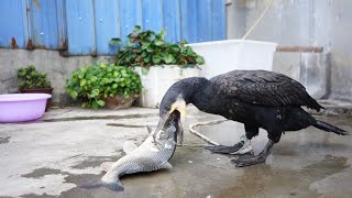 Cormorant eats a fish bigger than its own head [upl. by Hannus]