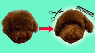 Dog Face Trim Grooming a Toy Poodle [upl. by Gayl]