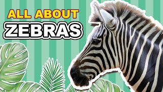 Zebras  Learn All About Zebras  Educational Videos for Kids [upl. by Packston]