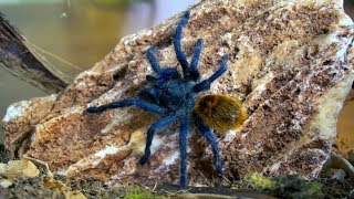 Nowe terra dla Chromatopelma cyaneopubescens  info gatunkowe [upl. by Enomyar]