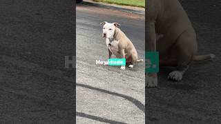 Ghost Meets a Friendly American Pitbull 🐾 A Pawsome First Encounter 🥰 bestpuppy ghost [upl. by Korenblat]