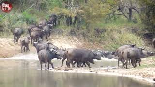 Lucky Buffalo Escaped Death when Attacked by Crocodile But What Happen Next [upl. by Asyram]