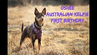 OSHEE Australian Kelpie  first birthday [upl. by Olag]