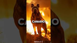 Presa Canario  The Most Dangerous Dog Breeds [upl. by Anahsohs]