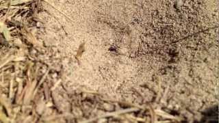 Antlion hunting  mrówkolew na polowaniu Slow motion [upl. by Ludwigg]