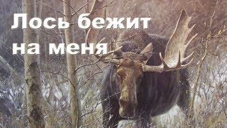 Лось бежит на меня Охота на лося видео 20122013 Moose hunting in Russia [upl. by Fennelly810]